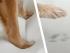 Orthopedic Dog Cat Sofa, Exclusive Dog Bed, Red