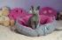Dog & Cat Bed Cushion DAISY