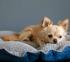Dog & Cat Bed Cushion DAISY