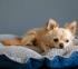 Dog & Cat Bed Cushion DAISY