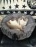 Dog & Cat Bed Cushion DAISY