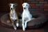 Comfy Pontoon Dog Bed RICO 100x80 cm