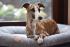 Comfy Pontoon Dog Bed RICO 100x80 cm