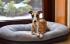 Comfy Pontoon Dog Bed RICO 100x80 cm