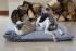 Exclusive Comfort Dog or Cat Pillow Bed FRIDA