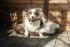 Exclusive Comfort Dog or Cat Pillow Bed FRIDA
