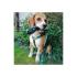 Dog Leash Long 2.5 x 140-180-240cm, COLOR