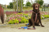 Dog Leash Long 2.5 x 140-180-240cm, COLOR