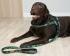 Dog Leash Short 2.5 x 120cm, COLOR