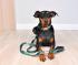 Dog Collar Color