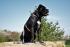 Dog Harness GUARD