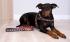 Dog Harness Norwegian model