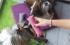 Pet fabric toy for dogs cats FUN, Lauren Design