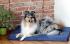 Orthopedic Pet Bed Mat, for dogs or cats, memory foam, DEMI PREMIUM