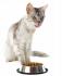 Stainless steel bowl for cats and dogs, non-slip rubber