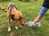 Compact water bowl for dogs
