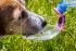 Compact water bowl for dogs