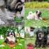 Compact food bowl for dogs / cats, foldable 1L