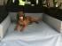 Dog Bed Eco-Leather for in-car use, Golden Dog