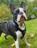 Exclusive Dog Harness fo French Bulldog, Am Staff, Customized, Genuine Cow Leather, Napa Lining, handmade